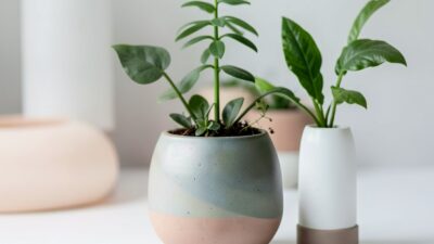 The Rise of Biophilic Design Trends: Shaping Modern Aesthetics for Better Health and Wellbeing